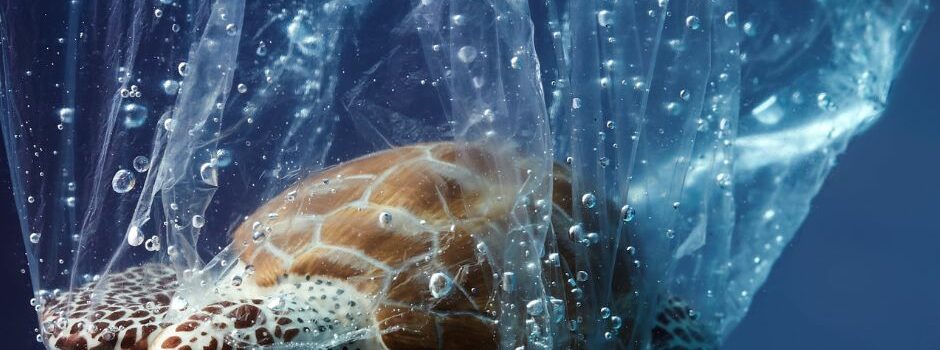 día libre sin bolsas de plástico